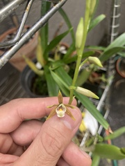 Prosthechea pterocarpa