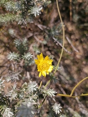 Leysera gnaphalodes