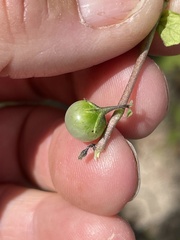 Solanum adscendens