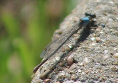 Argia apicalis