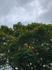 Cenostigma pluviosum