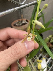 Prosthechea pterocarpa