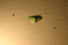 Nemoria lixaria