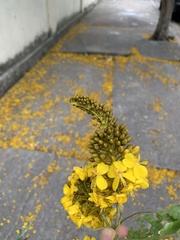 Cenostigma pluviosum