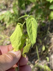 Solanum adscendens