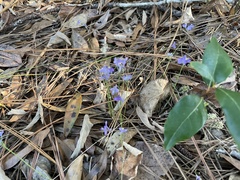 Burmannia biflora