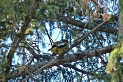 Coccothraustes vespertinus