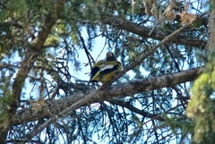 Coccothraustes vespertinus