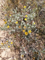Leysera gnaphalodes