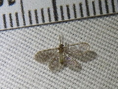 Nallachius americanus