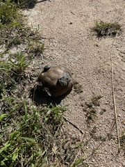 Gopherus berlandieri