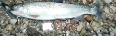 Oncorhynchus clarkii