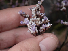 Limonium californicum
