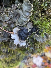 Peltigera elisabethae