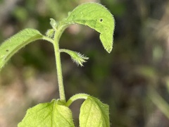 Solanum adscendens