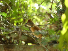 Thamnophilus doliatus