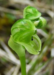 Pterostylis bicolor