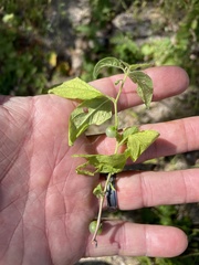 Solanum adscendens