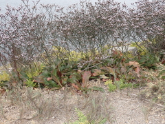 Limonium californicum