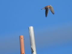 Falco sparverius