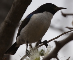 Anthreptes orientalis