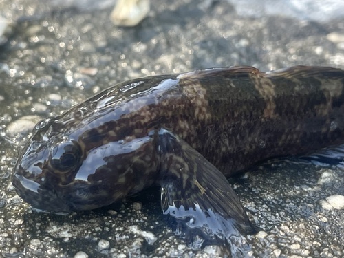 Frillfin goby (Bathygobius soporator) — Gobiidae — 3