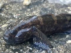 Bathygobius soporator