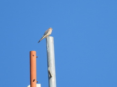 Falco sparverius