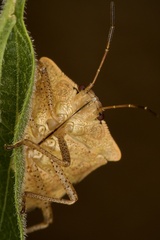 Euschistus variolarius