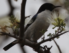 Anthreptes orientalis