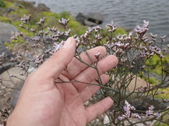 Limonium californicum