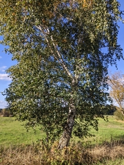 Betula