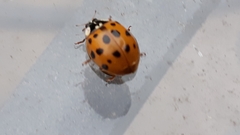 Harmonia axyridis