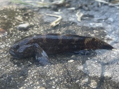 Bathygobius soporator