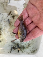 Lepomis humilis