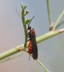 Braconinae
