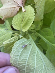 Belonochilus numenius