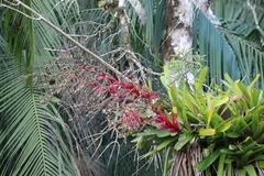 Vriesea philippocoburgi