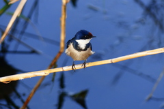 Hirundo albigularis