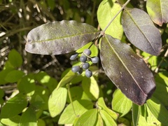Ligustrum obtusifolium