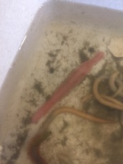 Cerebratulus lacteus
