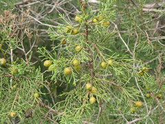 Juniperus phoenicea