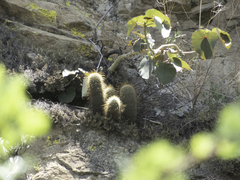 Mammillaria magnifica