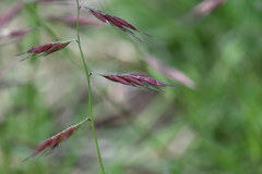 Bouteloua repens