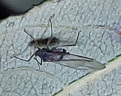 Tuberolachnus salignus