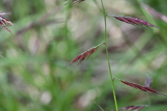 Bouteloua repens