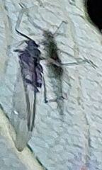 Tuberolachnus salignus