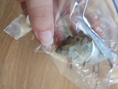 Muroidea