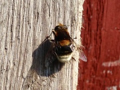 Eristalis intricaria