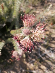 Leucospermum calligerum